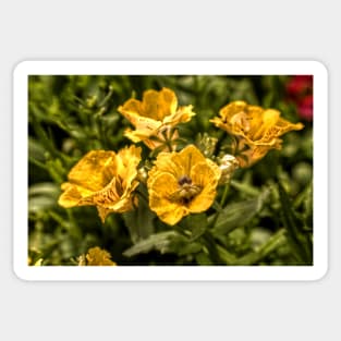 Nemesia Sundrops Sticker